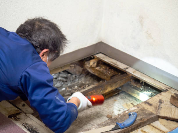 Best Water Damage Restoration  in Blooming Prairie, MN