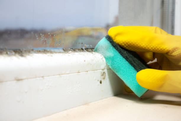 Best Certified Mold Removal  in Blooming Prairie, MN