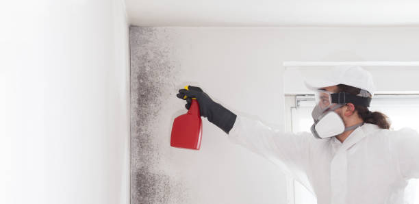 Certified Mold Removal in Blooming Prairie, MN