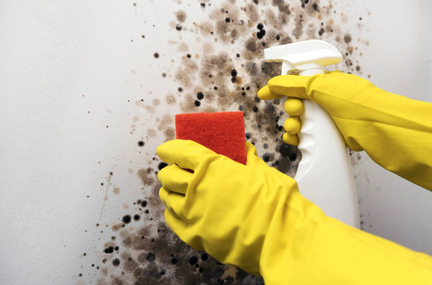 Best Fast Mold Removal  in Blooming Prairie, MN