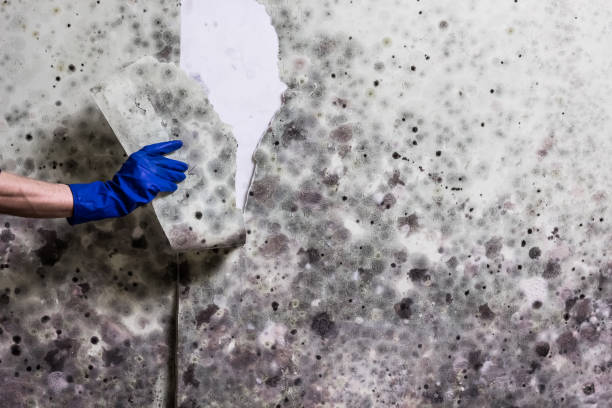 Best Mold Cleaning Services  in Blooming Prairie, MN